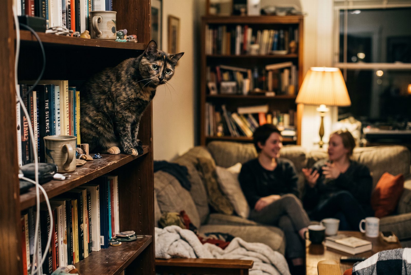 Katze beobachtet von einem Bücherregal aus fremde Besucher, die im Hintergrund reden